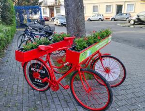 Doppelfahrrad mit Blumentöpfen, zum Jubiläum